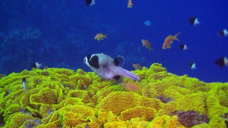 diving.DE el Flamenco,El Quseir bis Port Ghalib,Ägypten