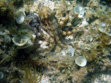 Dive & Fun,Cala D´Or,Mallorca,Balearen,Spanien