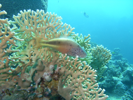 Orca Dive Club,Coral Garden,Safaga,Ägypten