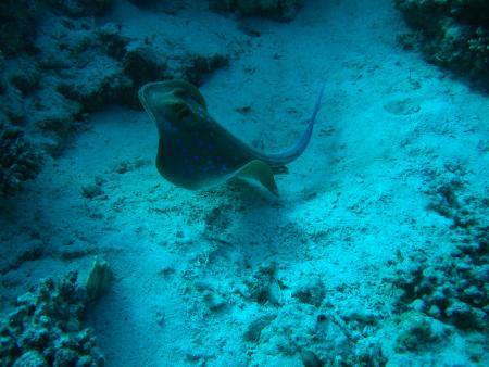 Extra Divers,Marsa Alam,Coraya Beach,Marsa Alam und südlich,Ägypten