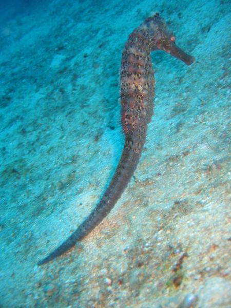 Octopusdivers,Puerto Galera,Philippinen