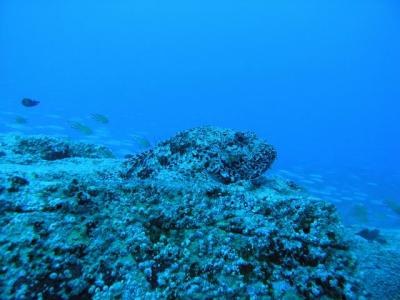 Deep Blue Diving,Caleta de Fuste,Fuerteventura,Kanarische Inseln,Spanien