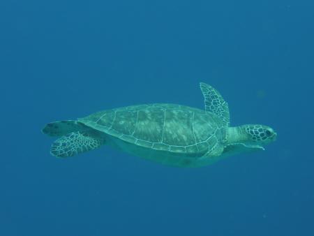 Beachsafari Diving Camp Marsa Alam,Marsa Alam und südlich,Ägypten