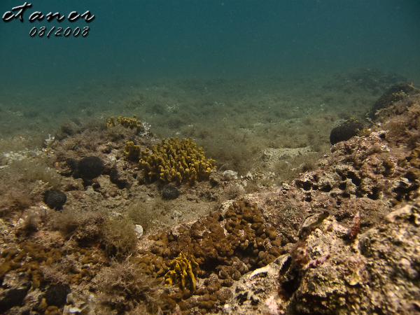 Hausbucht Scuba Valdaliso, Rovinj, Rovinj,Kroatien