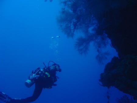 Dive Seaworld,Montego Bay,Jamaika