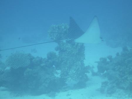 Ducks Dive Center,Safaga,Ägypten