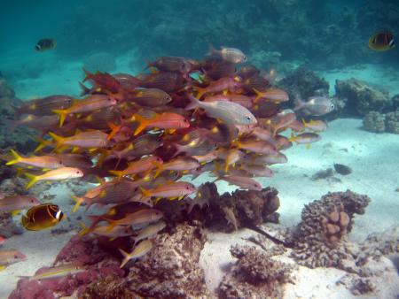 The Dive Centre,Rarotonga,Cookinseln