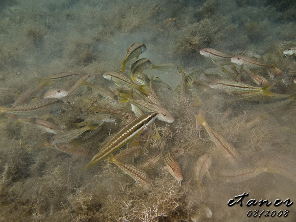 Hausbucht Scuba Valdaliso, Rovinj, Rovinj,Kroatien