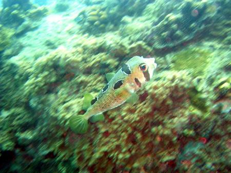 Calypso Diving,Koh Samui,Golf von Thailand,Thailand