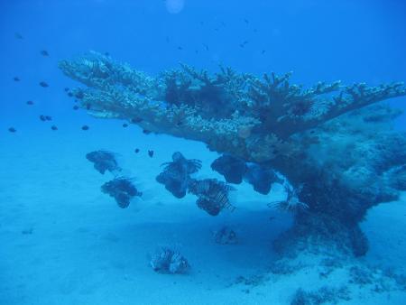 Punto Blue Diving Center,Flic en Flac,Mauritius