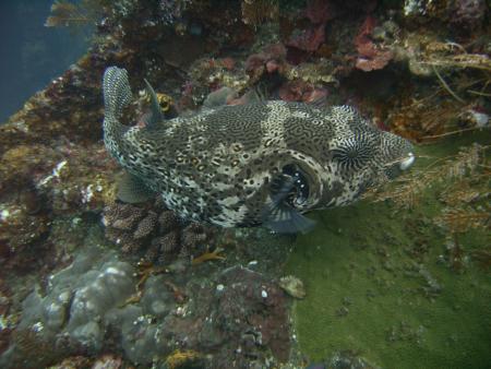 Scuba Libre (Gani Bali),Bali,Indonesien