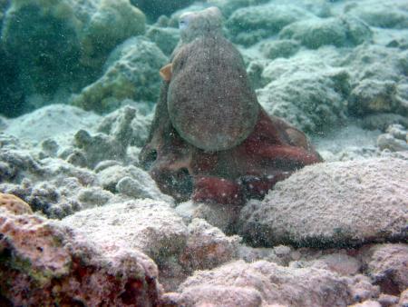 Coral Garden,Safaga,Ägypten