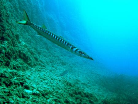 Dive & Fun,Cala D´Or,Mallorca,Balearen,Spanien