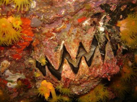 Calypso Diving,Koh Samui,Golf von Thailand,Thailand