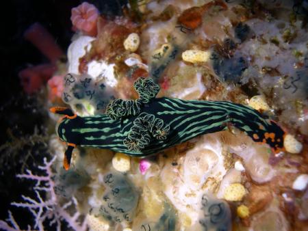Indopacific Divers,Insel Bunaken,Sulawesi,Indonesien