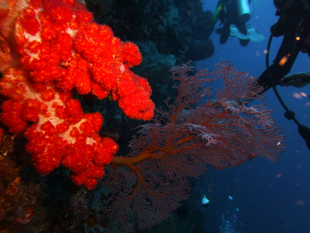 Raja Laut,Sulawesi,Indonesien