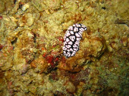 Palawan Easy Diver,Philippinen