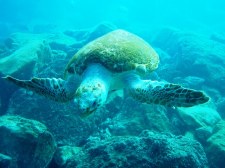 Unechte Karettschildkröte, Jandia Divers, Fuerteventura, Spanien, Kanarische Inseln