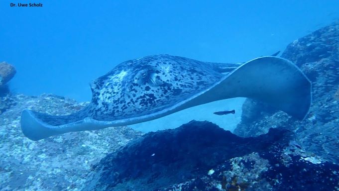 Stingray, Bluestreak Cleaner Wrasse, Octopus Diving, Praslin, Seychellen