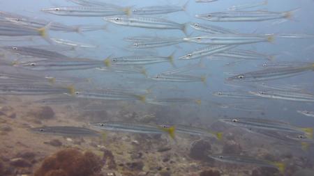 Calypso Diving,Koh Samui,Golf von Thailand,Thailand