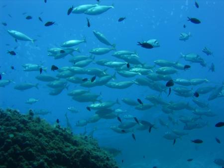 Dive & Fun,Cala D´Or,Mallorca,Balearen,Spanien