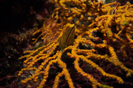 Paradise Divers,Sol y Mar Hotel,Safaga,Ägypten