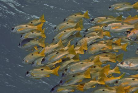 Extra Divers,Brayka Bay,Marsa Alam,Marsa Alam und südlich,Ägypten