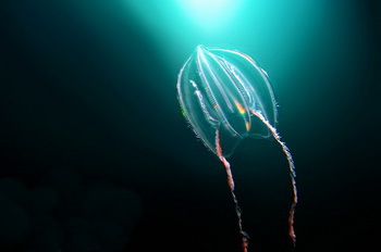 Comb Jelly - Sven Gust