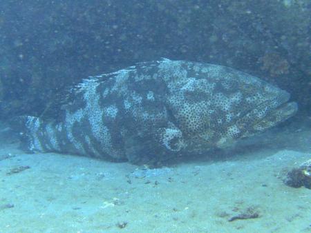 Sinai Divers,Naama Bay,Sharm el Sheikh,Sinai-Süd bis Nabq,Ägypten