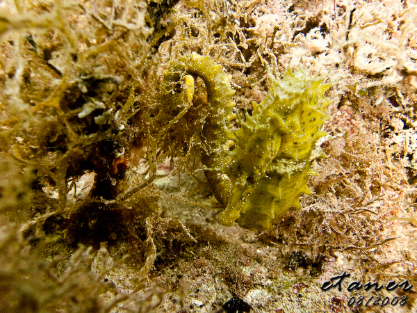 Hausbucht Scuba Valdaliso, Rovinj, Rovinj,Kroatien