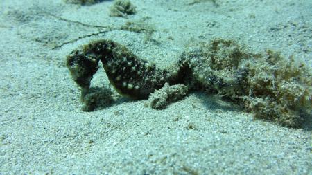 Q Divers,Agia Napa,Aya Napa,Zypern