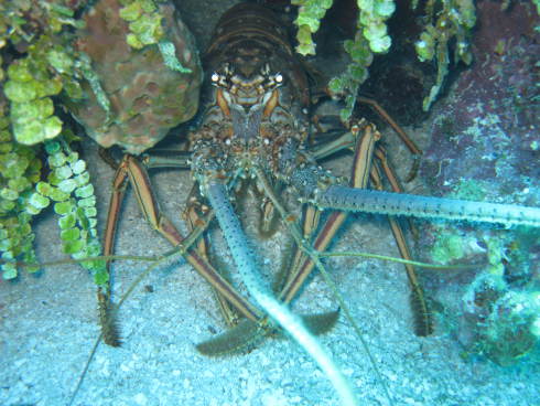 Hamanasi Dive Resort,Belize
