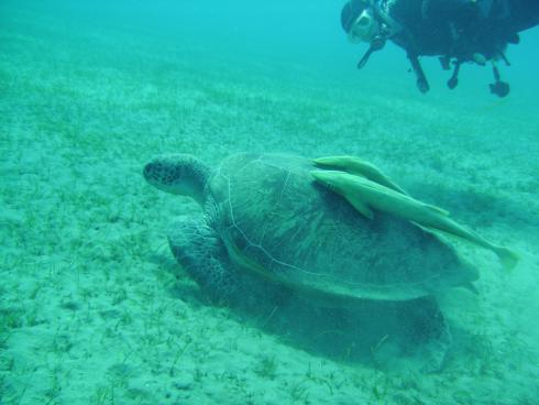 Beachsafari Diving Camp Marsa Alam,Marsa Alam und südlich,Ägypten