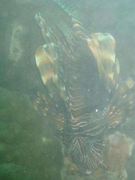 Peponi Divers,Mombasa,Kenia