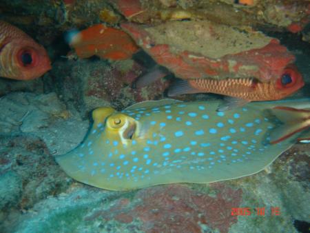 Calypso Diving,Koh Samui,Golf von Thailand,Thailand