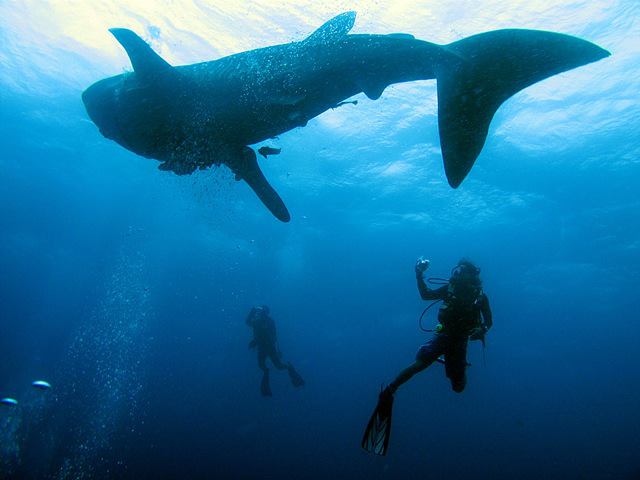 Ronin Dive, Koh Hai, Thailand, Andamanensee