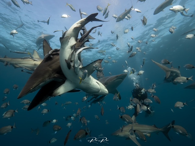 Rae Du Plessis 02, Ocean Warriors, Rae Du Plessis, Aliwal Shoal, Umkomaas, Südafrika