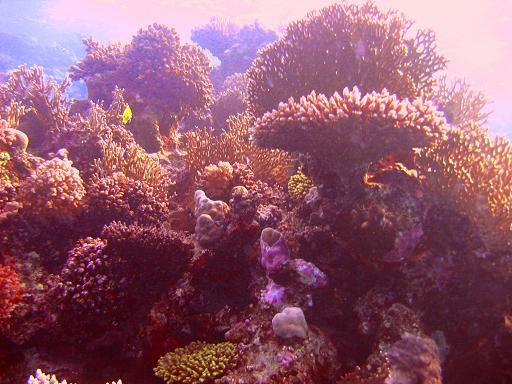 Safaga - Coral Garden, Coral Garden,Ägypten