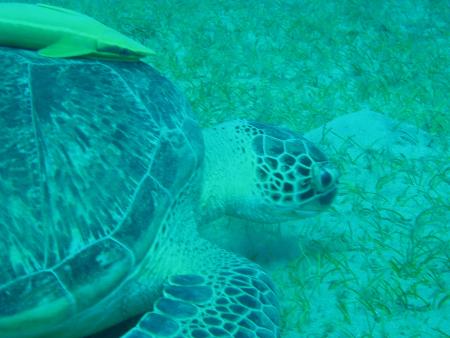 Matthes Reef Divers,Resta Reef Resort,Marsa Alam,Marsa Alam und südlich,Ägypten