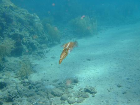 Dive Dominica,Dominica