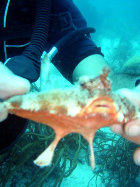 Scuba Pelicano,Isla Margarita,Juan Griego / Venezuela,Venezuela