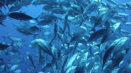 Blue Planet Diving Center,Alona Beach,Panglao,Bohol,Philippinen