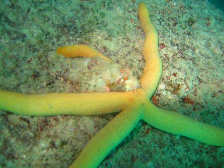 Dream Team Divers,Ya Nui,Phuket,Andamanensee,Thailand