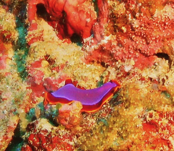 Dive Society @ Sea Dream Resorts, Dauin, Philippinen