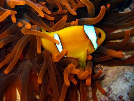Matthes Reef Divers,Resta Reef Resort,Marsa Alam,Marsa Alam und südlich,Ägypten