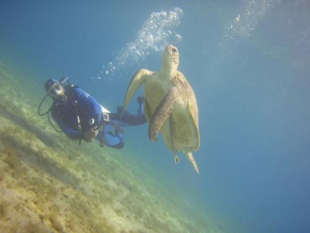 Beachsafari Diving Camp Marsa Alam,Marsa Alam und südlich,Ägypten