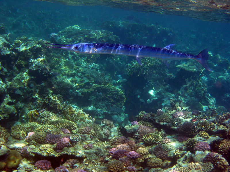 Hausriff Calimera Habiba Beach