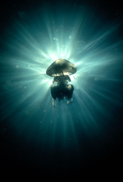 Black Sea Underwater, Schwarzes Meer,Bulgarien