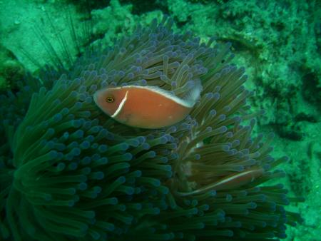 Calypso Diving,Koh Samui,Golf von Thailand,Thailand