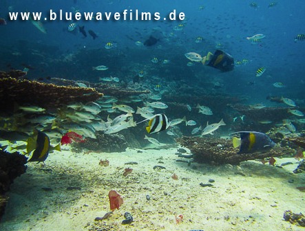 Extra Divers Al Sawadi,Oman